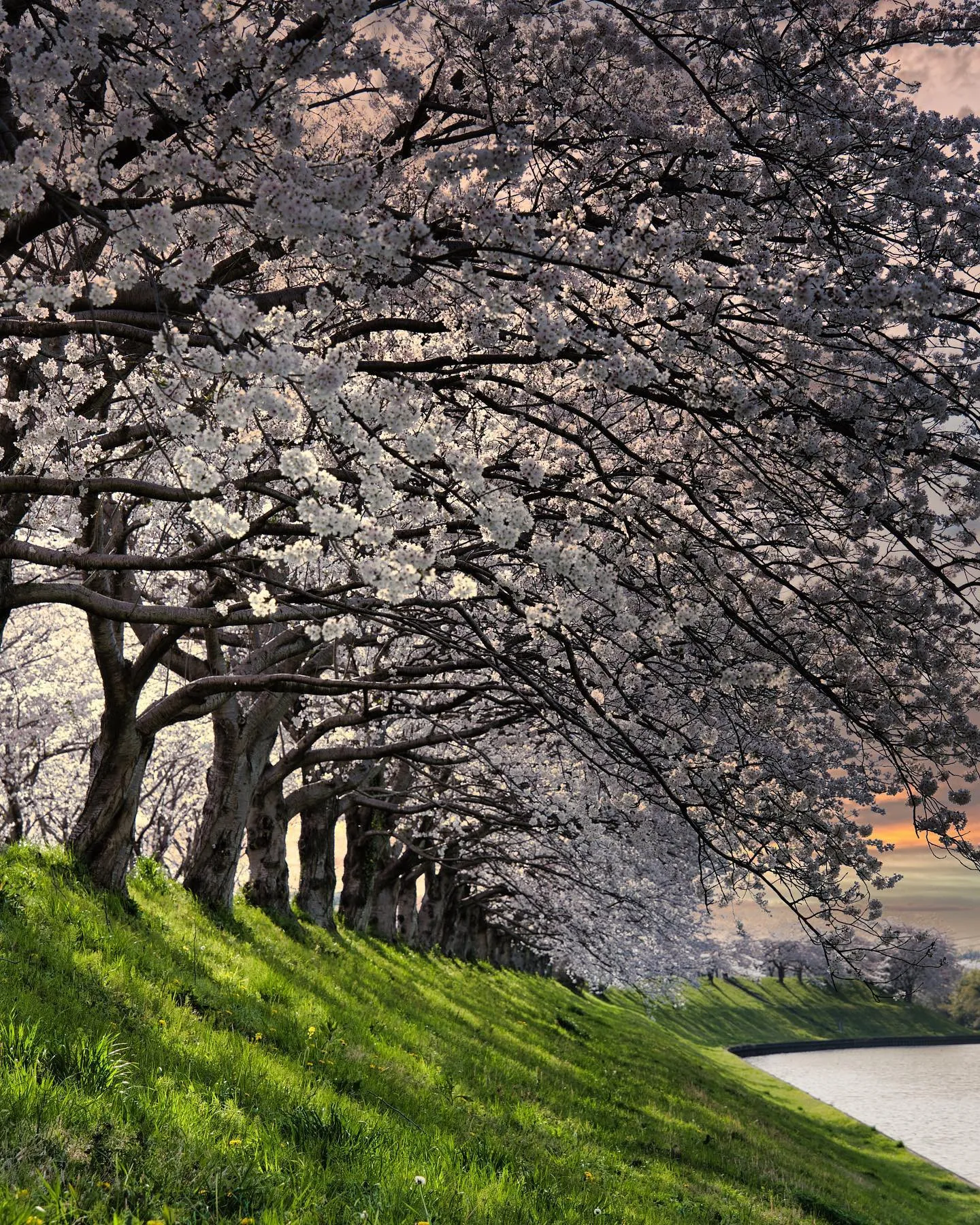 #大榑川堤の桜並木