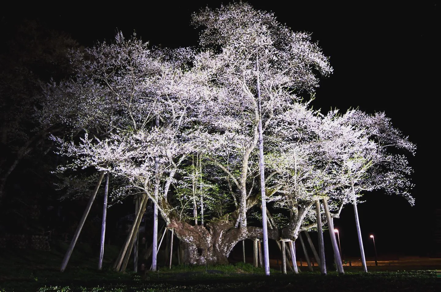 天然記念物に指定されている岐阜県本巣市にある淡墨桜を撮影して...