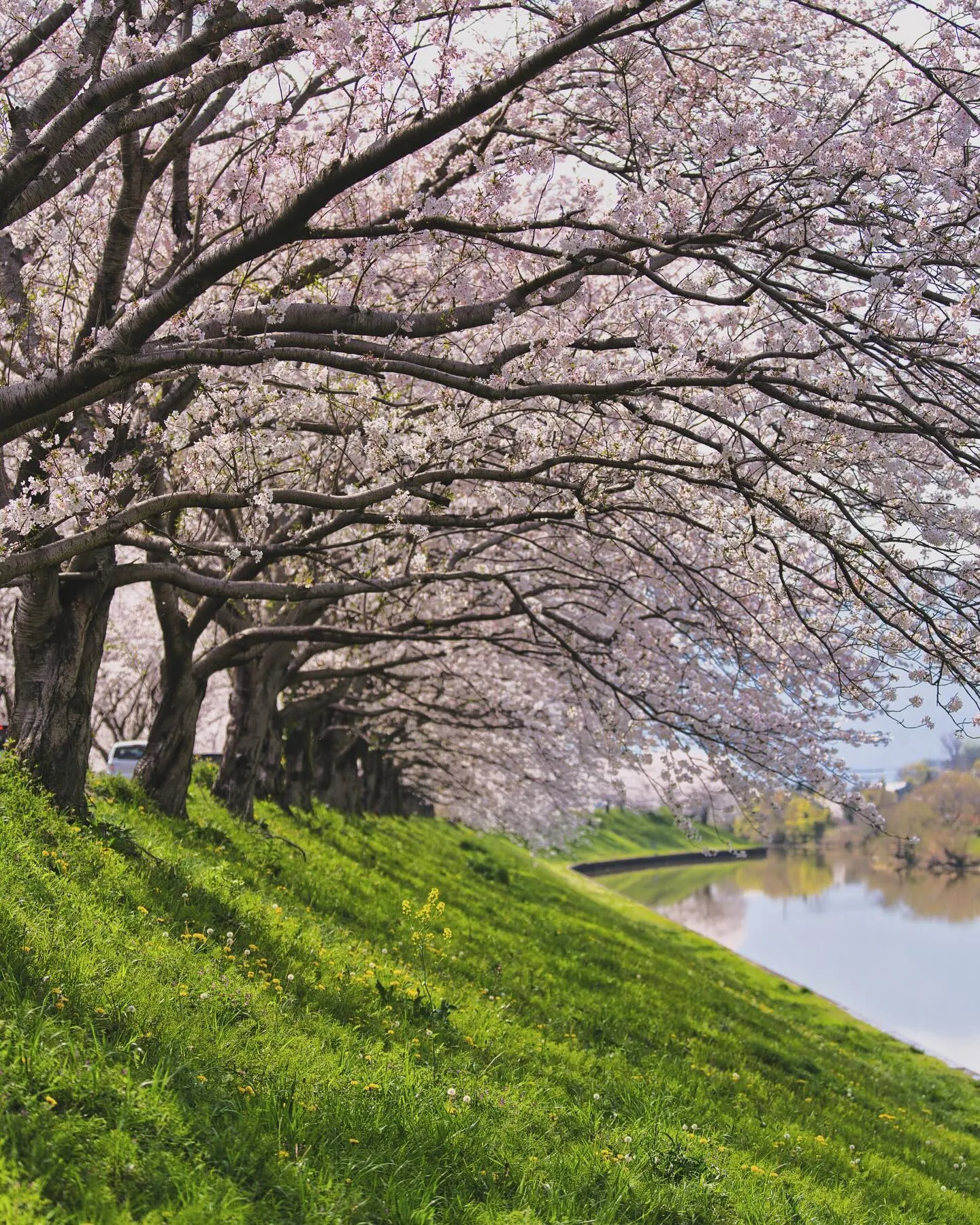 岐阜県の海津市にある大榑川堤の桜並木をカメラで撮影して来まし...