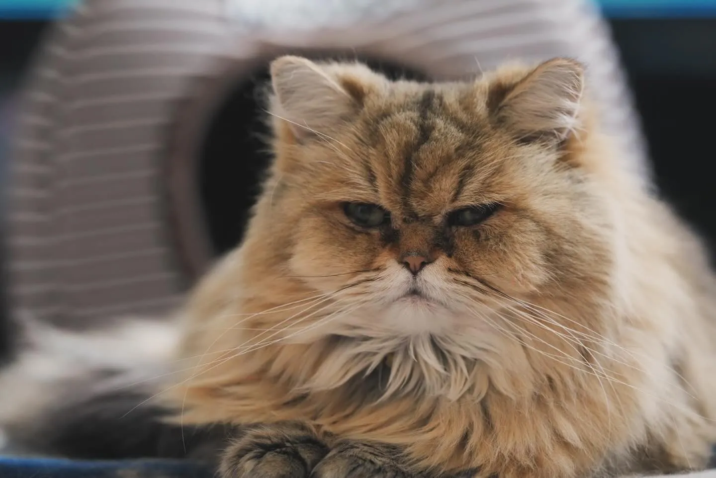 最近立て続けに問い合わせや撮影の見積もりが来るんだけどニャ