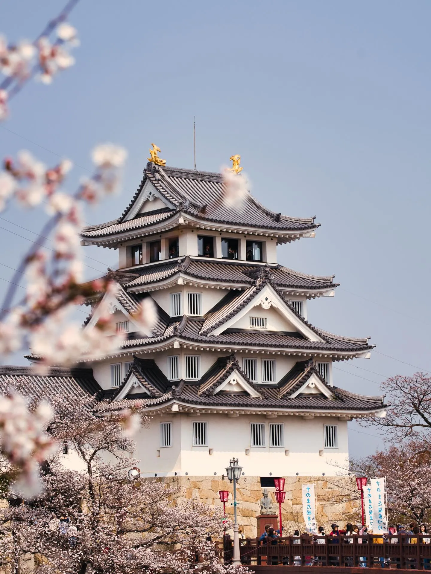 本日の一夜城の桜祭りを一枚撮影！