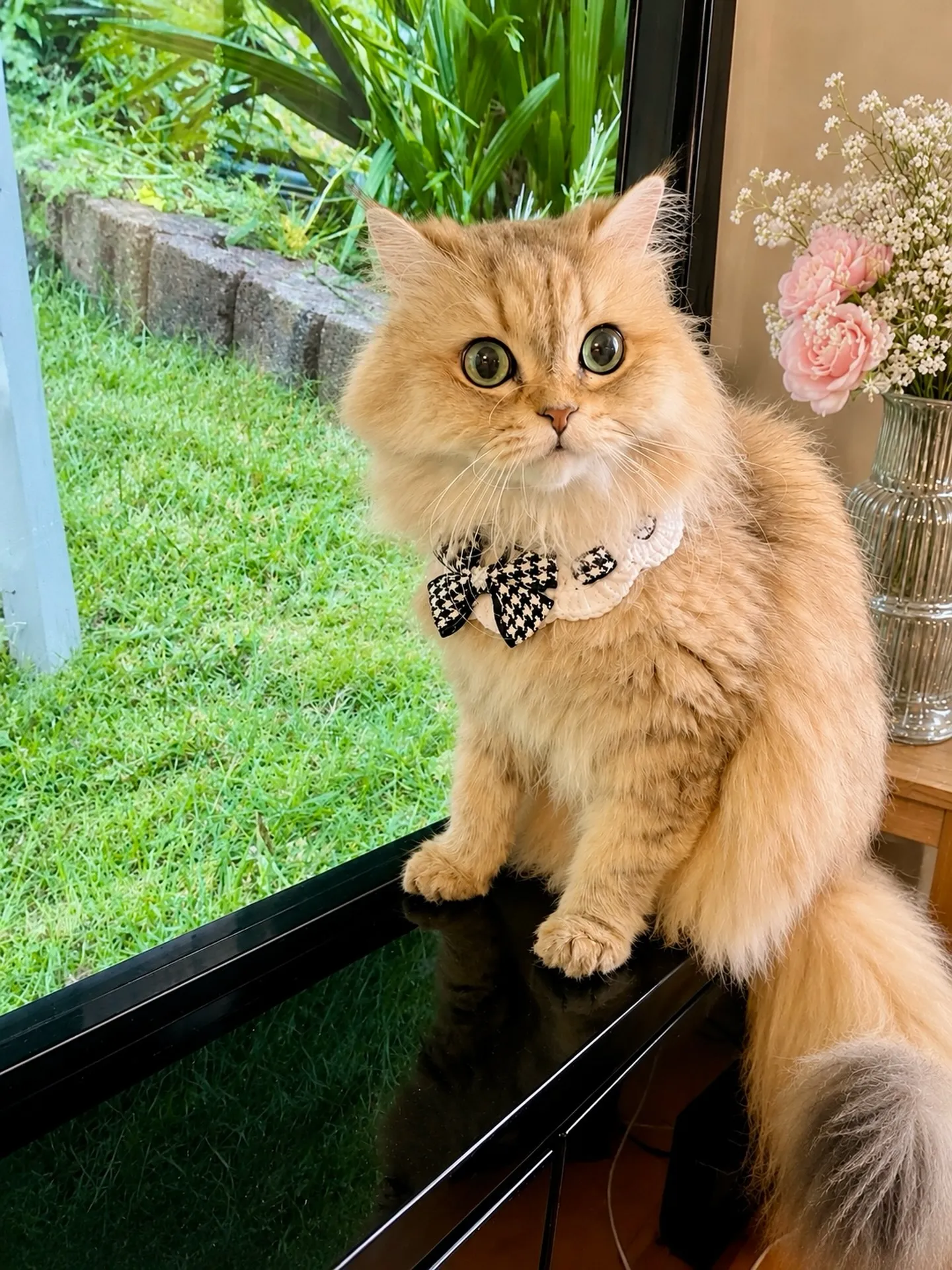 今日の猫🐈