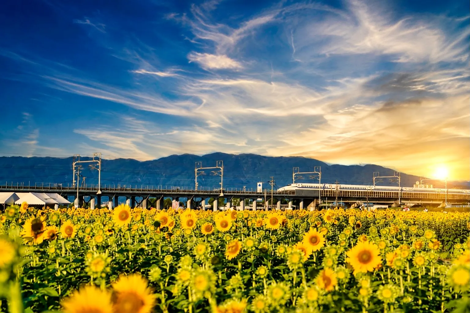 岐阜県大垣市のひまわり🌻