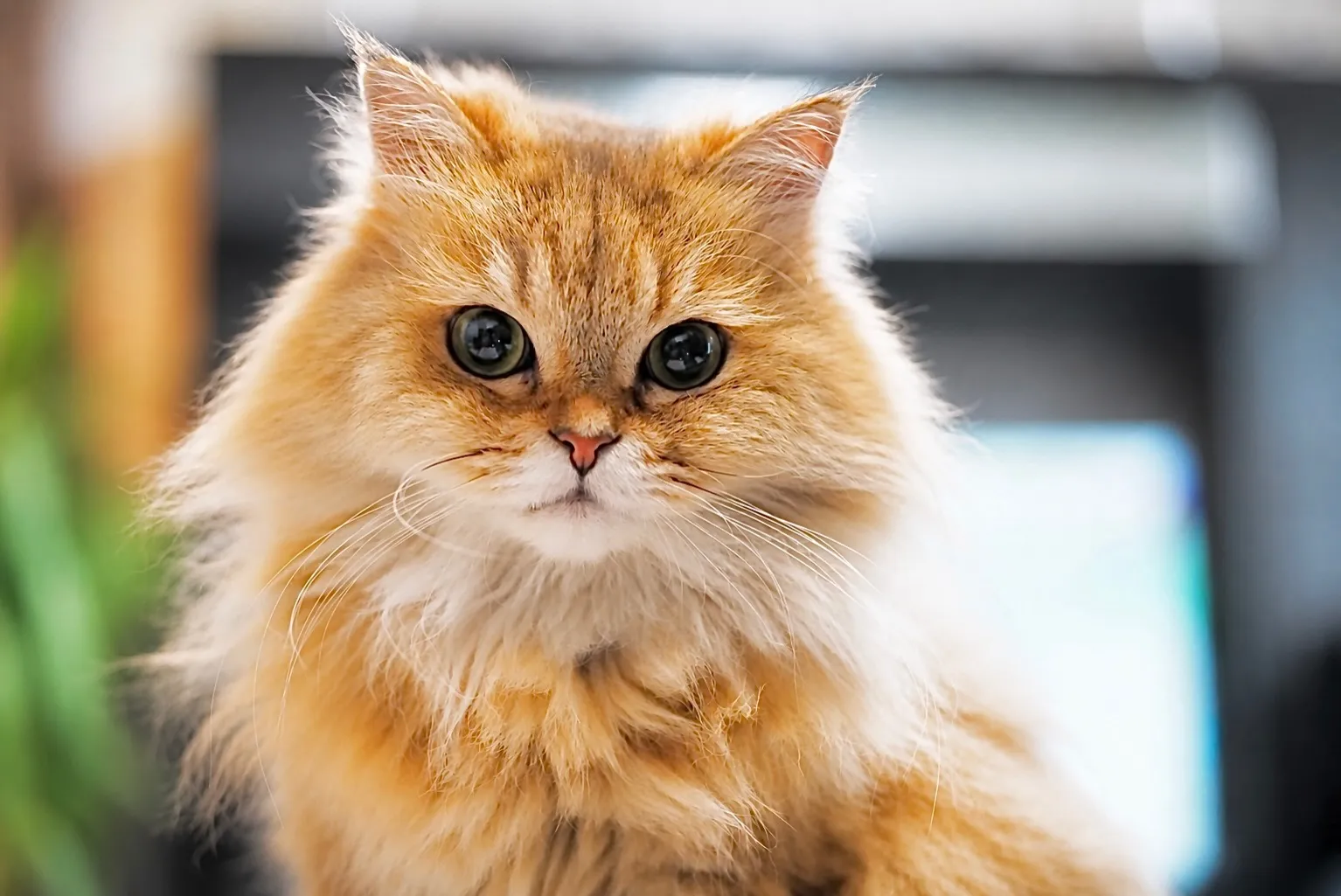 今日の猫🐈