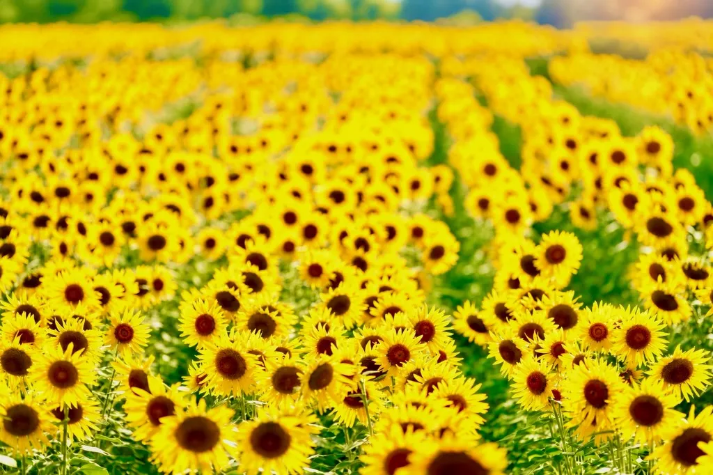 ひまわり🌻