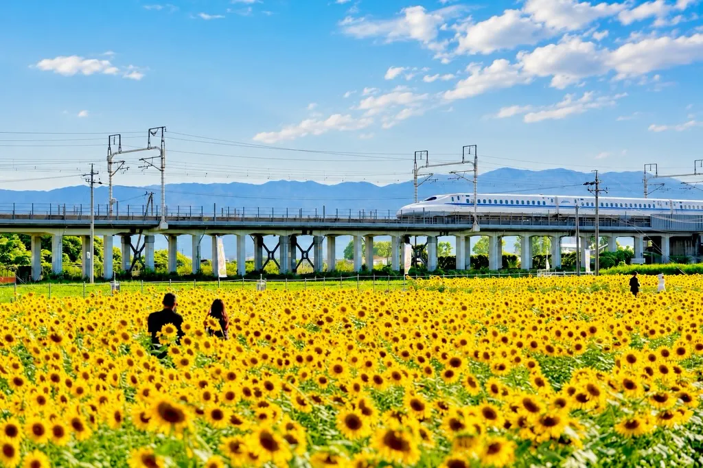 ひまわり🌻