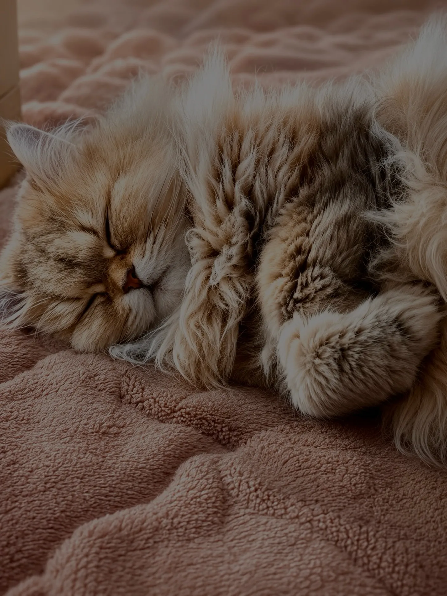 今日の猫🐈