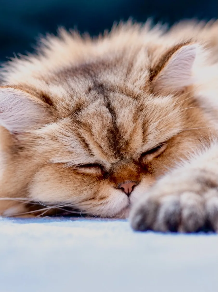 今日の猫🐈